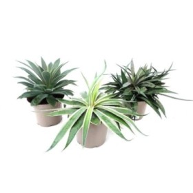 MANGAVE COLECCIÓN 5L