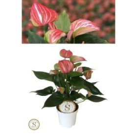 ANTHURIUM  M12 LIVIUM RED