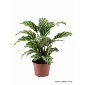 CALATHEA  M12  FREDDY