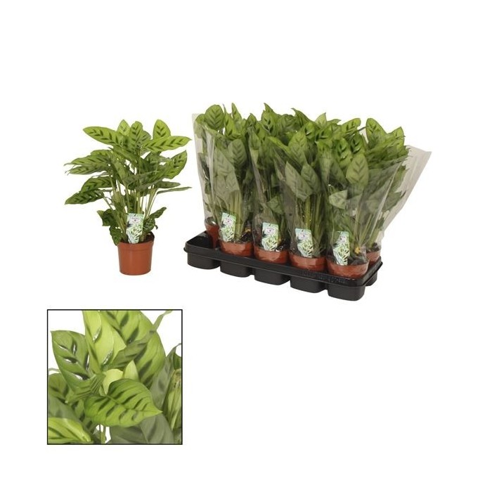 CALATHEA  M12  LEOPARDINA