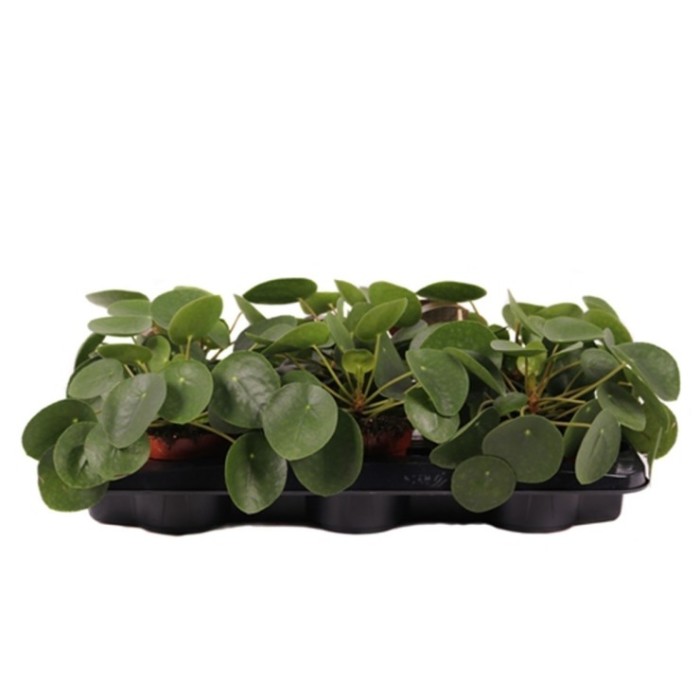 PILEA  M13 PEPEROMIOIDES