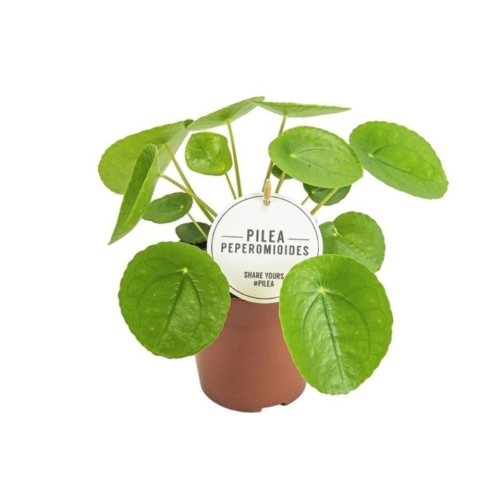 PILEA  M13 PEPEROMIOIDES
