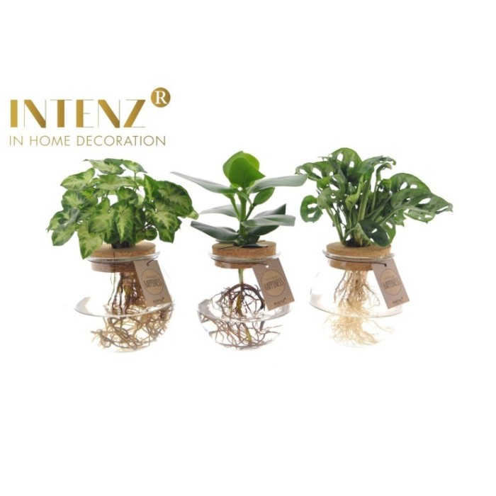 PLANTA VERDE MIX EN AIGUA Bolglas