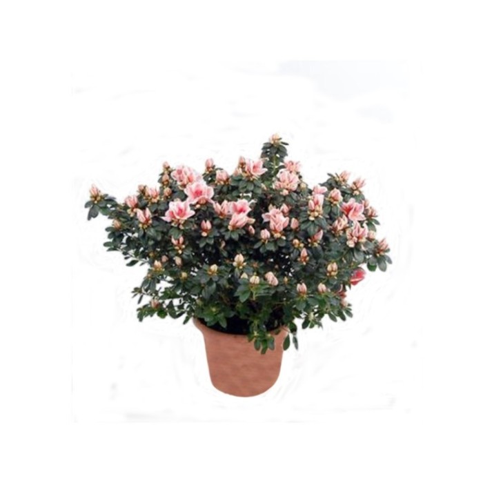 AZALEA  M23 MIX  EXTRA