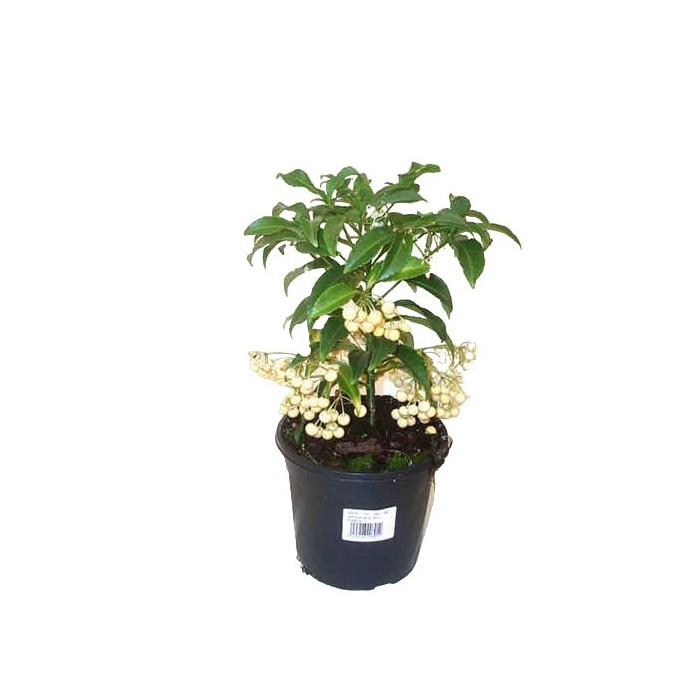 ARDISIA  M14- 40cm. BLANCA