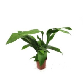 ASPIDISTRA  M17