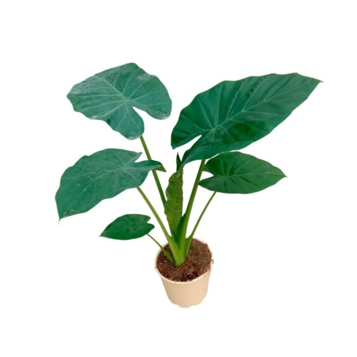 ALOCASIA  M20 Macrorrhiza
