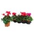 CYCLAMEN HYBRIDUM M14