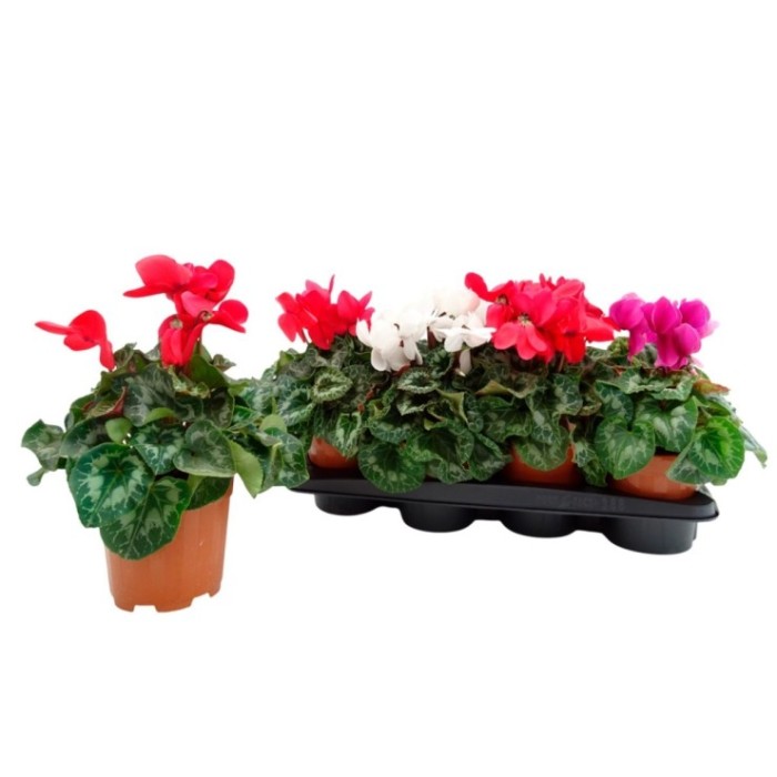 CYCLAMEN HYBRIDUM M14