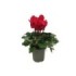 CYCLAMEN HYBRIDUM M14