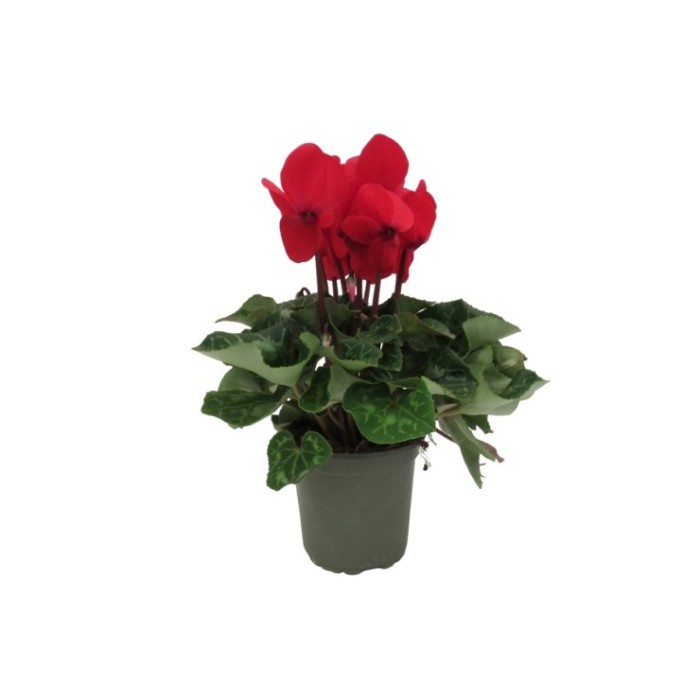 CYCLAMEN HYBRIDUM M14