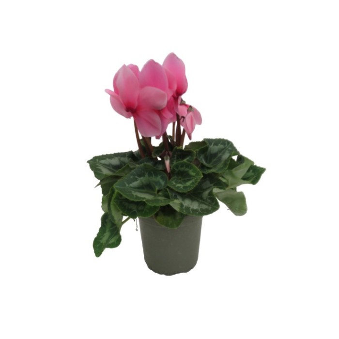 CYCLAMEN HYBRIDUM M14