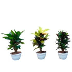 CROTON RAMIFICADO MIX M17