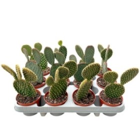 OPUNTIA MIX  M 8.5 (preu unitat)