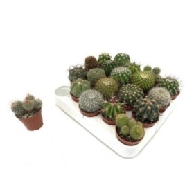 CACTUS   M 5.5  (safata x20)