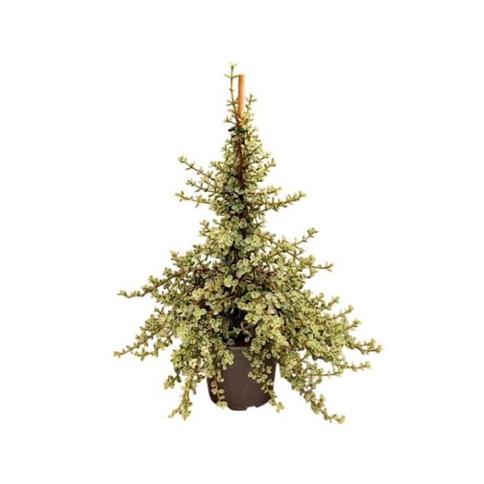 PORTULACARIA  M20 PIRAMIDE