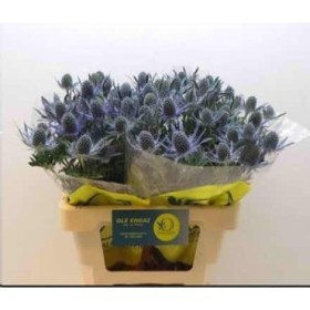 FLOR, ERYNG MAGNETAR QSTAR 60cm.x 10 tiges.