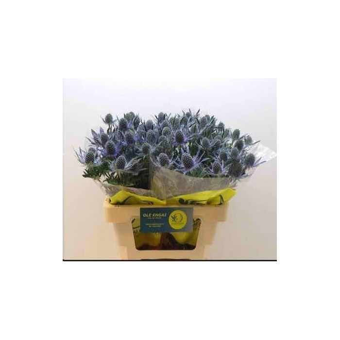 FLOR, ERYNG MAGNETAR QSTAR 60cm.x 10 tiges.