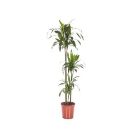 DRACAENA JANET CRAIG  90.60.30  M24-150cm.