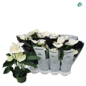 ANTHURIUM  M14 Alpine ROYAL WHITE