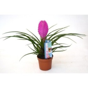 TILLANDSIA ANITA  M 9 cyanea