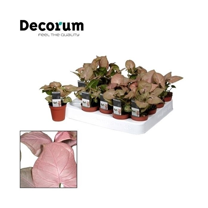 SYNGONIUM NEON  M 7 mini