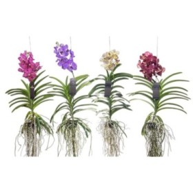 ORQUIDIA, VANDA PENJAR XL  80cm. flor gran