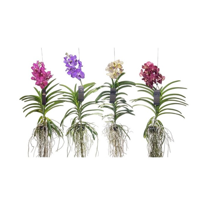 ORQUIDIA, VANDA PENJAR XL  80cm. flor gran