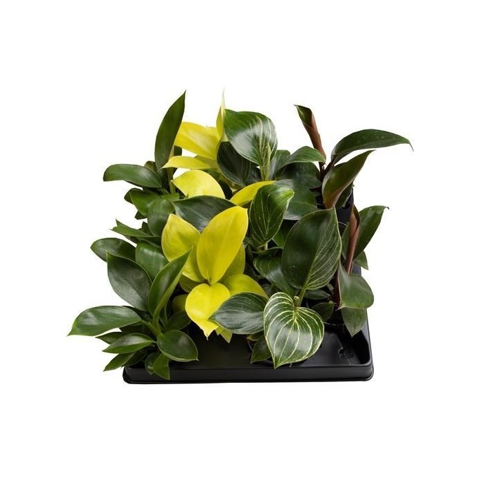 PHILODENDRON  M 6 MIX ESPECIAL