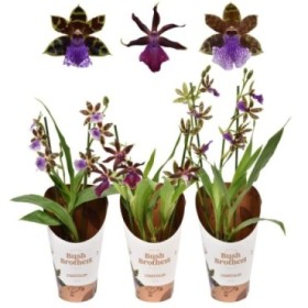 ZYGOPETALUM  M12 LOUISENDORF MIX 2 TALLOS
