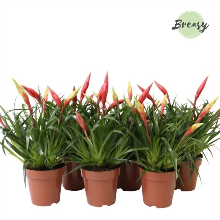 VRIESEA MULTIFLOWER M12 mix