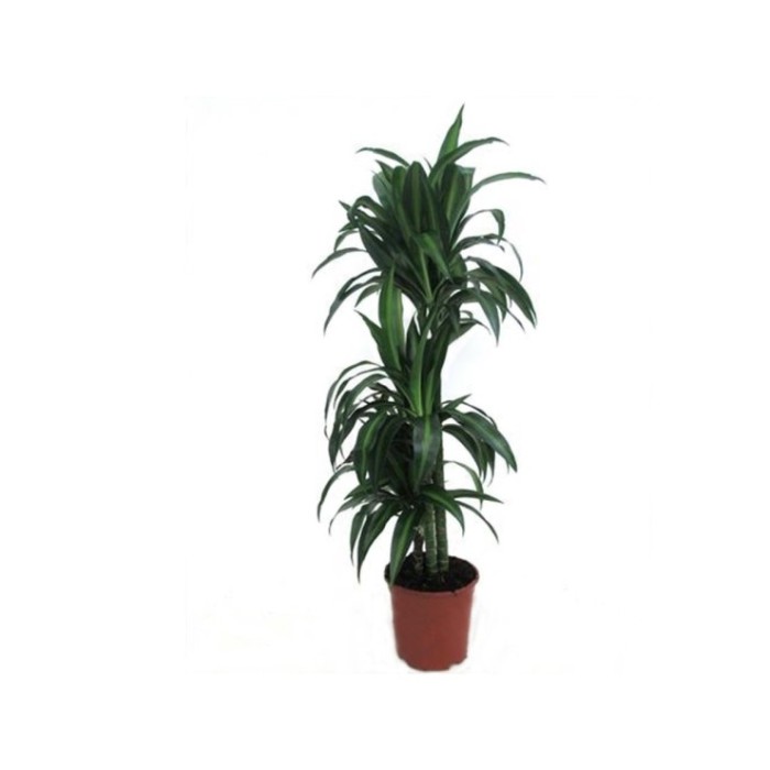 DRACAENA HAWAIAN 90.60.30 M22