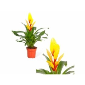 VRIESEA CHRISTIANE M12 GROC