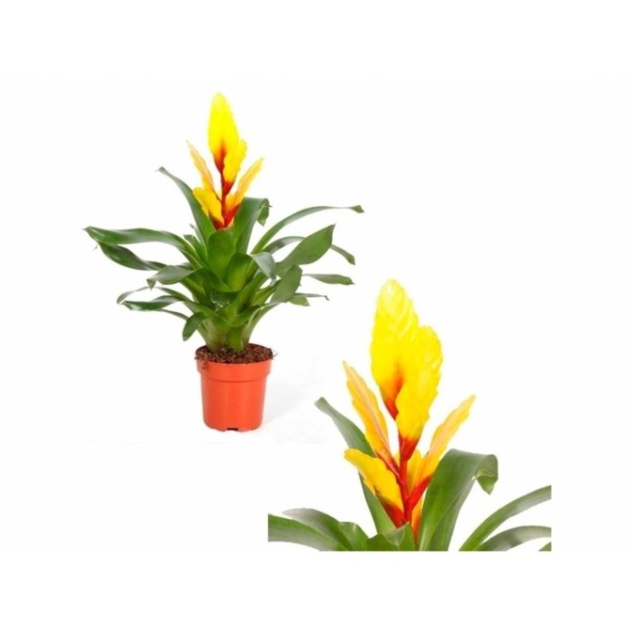 VRIESEA CHRISTIANE M12 AMARILLA