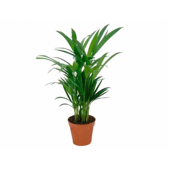 ARECA  M14 H60 Sr