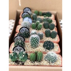 CACTUS COMPOSICION L25 JARDINERA BARRO