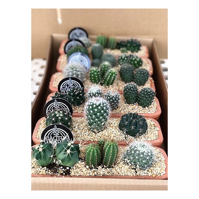 CACTUS COMPOSICION L25 JARDINERA BARRO