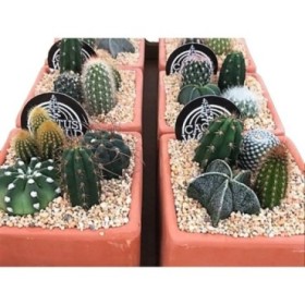 COMPOSICIO CACTUS M13 Quadrat