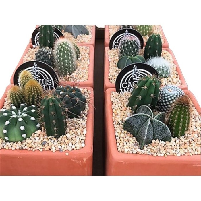 COMPOSICIO CACTUS M13 Quadrat