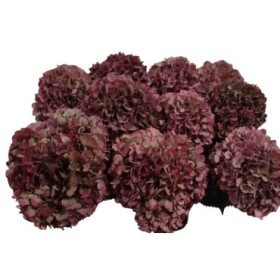 FLOR, HYDRANGEA RUBY RED CLASSIC 50/60cm. x5