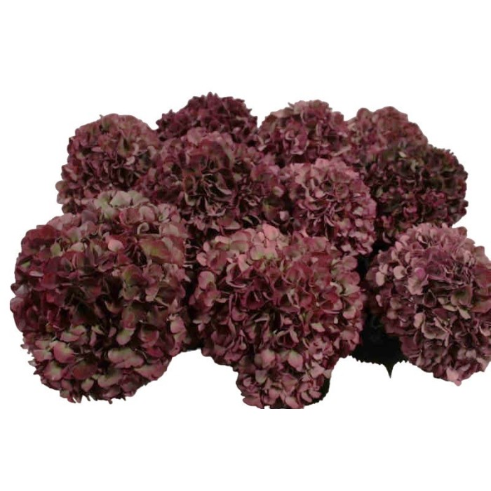 FLOR, HYDRANGEA RUBY RED CLASSIC 50/60cm. x5
