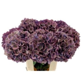 FLOR, HORTENSIA VINTAGE x5 tiges,50cm
