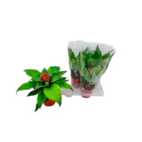 AECHMEA TAYOENSIS M15