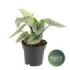 ALOCASIA  M14 PLATINUM