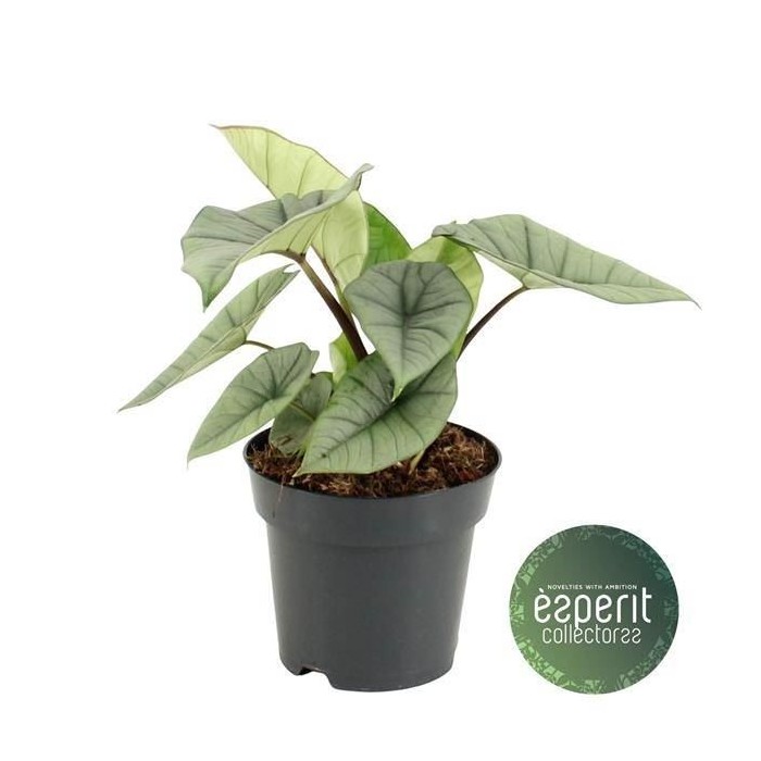 ALOCASIA  M14 PLATINUM