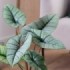 ALOCASIA  M14 PLATINUM