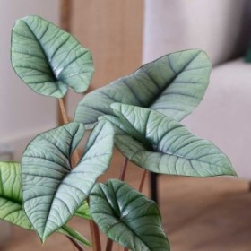 ALOCASIA  M14 PLATINUM