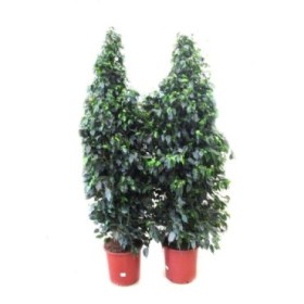 FICUS BENJ. DANIELE M40-240cm. Sr.
