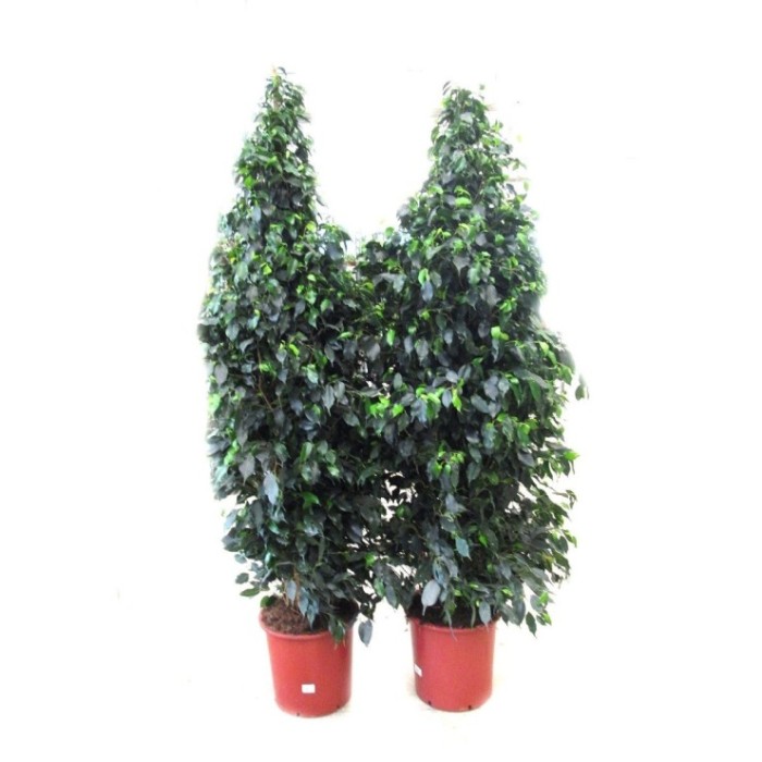 FICUS BENJ. DANIELE M40-240cm. Sr.