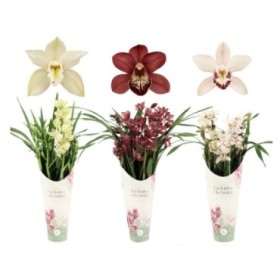 CYMBIDIUM, 4 branques M14- 70cm. MIX EXCLISIVE